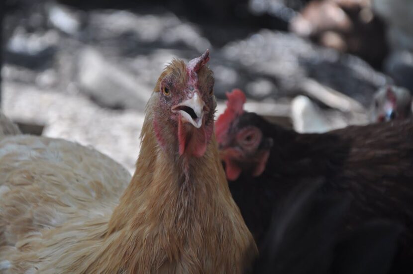 A buff Orpington hen pants her way through Thursday's heat.