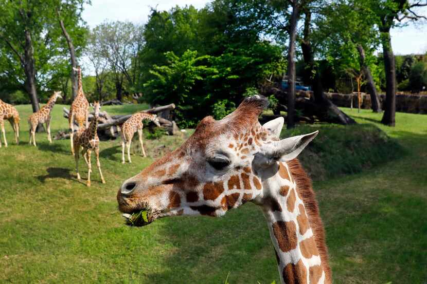You can see Malaika and other giraffes at eye level in their new environment. 
