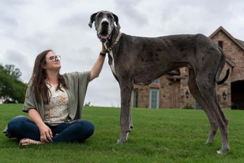 Brittany Davis, of Bedford, sits with Zeus, her Great Dane. Zeus was named the world's...