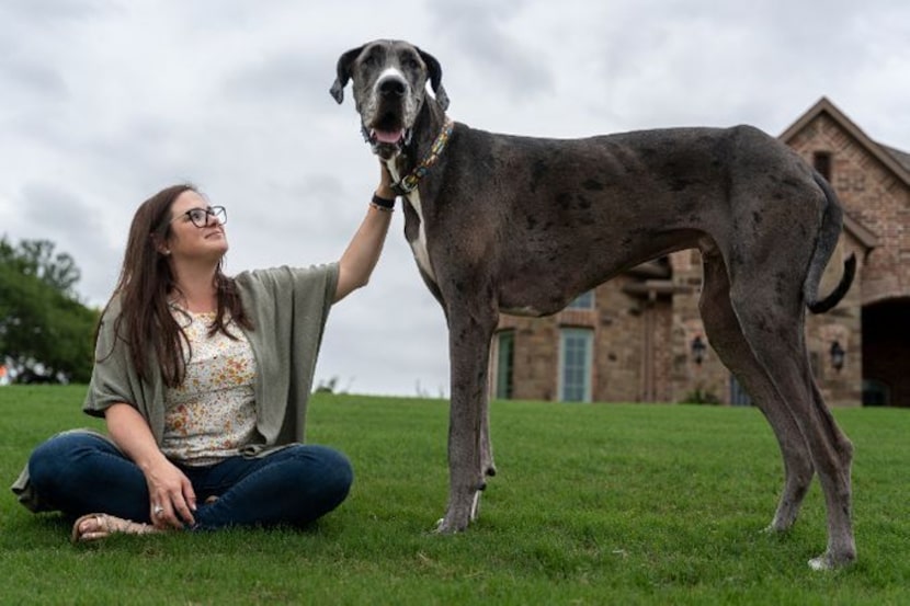 Brittany Davis, of Bedford, sits with Zeus, her great dane. Zeus was named the world's...