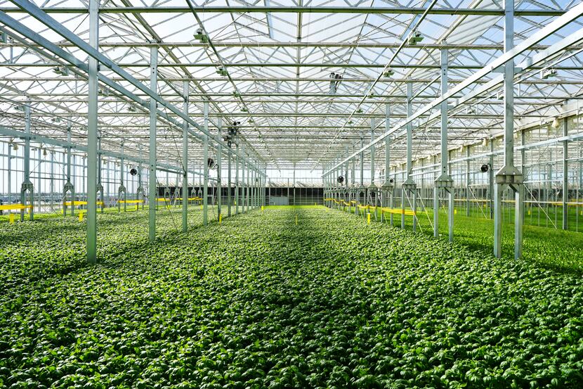 A hydroponic greenhouse is opening near Dallas to supply grocery stores