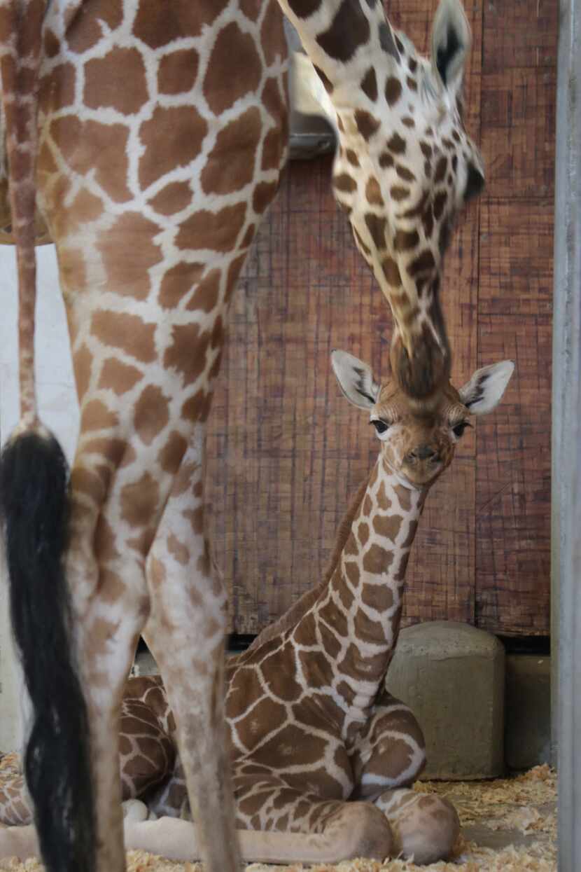 Chrystal and her new giraffe calf Witten at the Dallas Zoo days shortly after his birth...