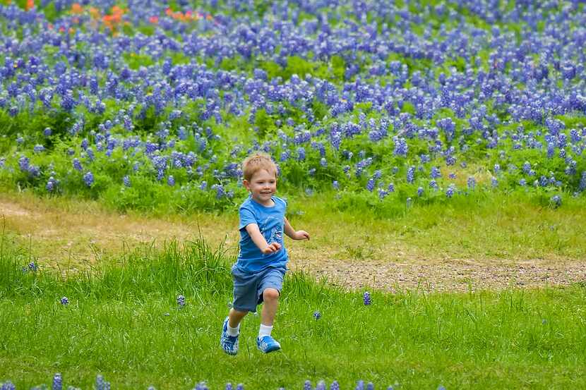 Joseph McCann-Roush, 4, runs through a field of bluebonnets at Bluebonnet Park on Monday,...
