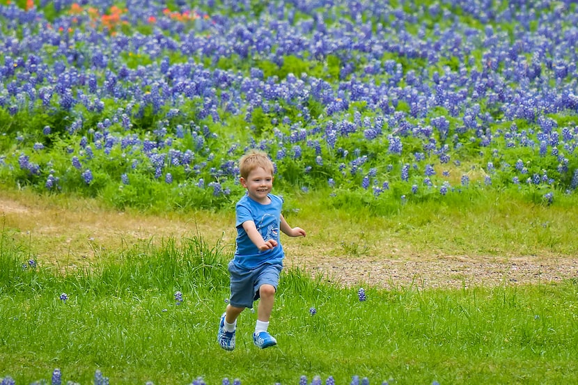 Joseph McCann-Roush, 4, runs through a field of bluebonnets at Bluebonnet Park on Monday,...