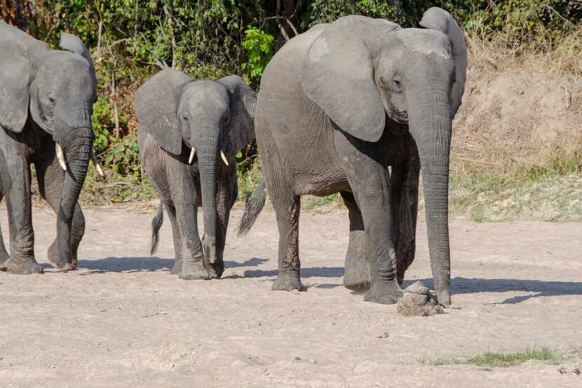 An elephant mother and her two calves look for water in a dry riverbed in Zambia's South...