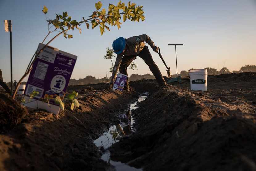 California Conservation Corps worker plants trees in Modesto, Calif., on June 29, 2018. A...
