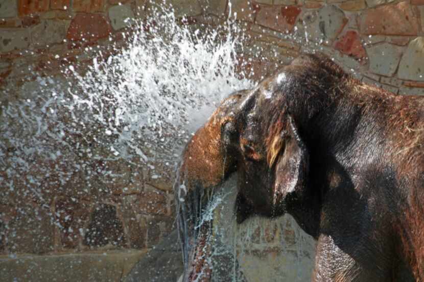 Casey the elephant takes a drink from a water spout in the Natives of Africa and Asia...