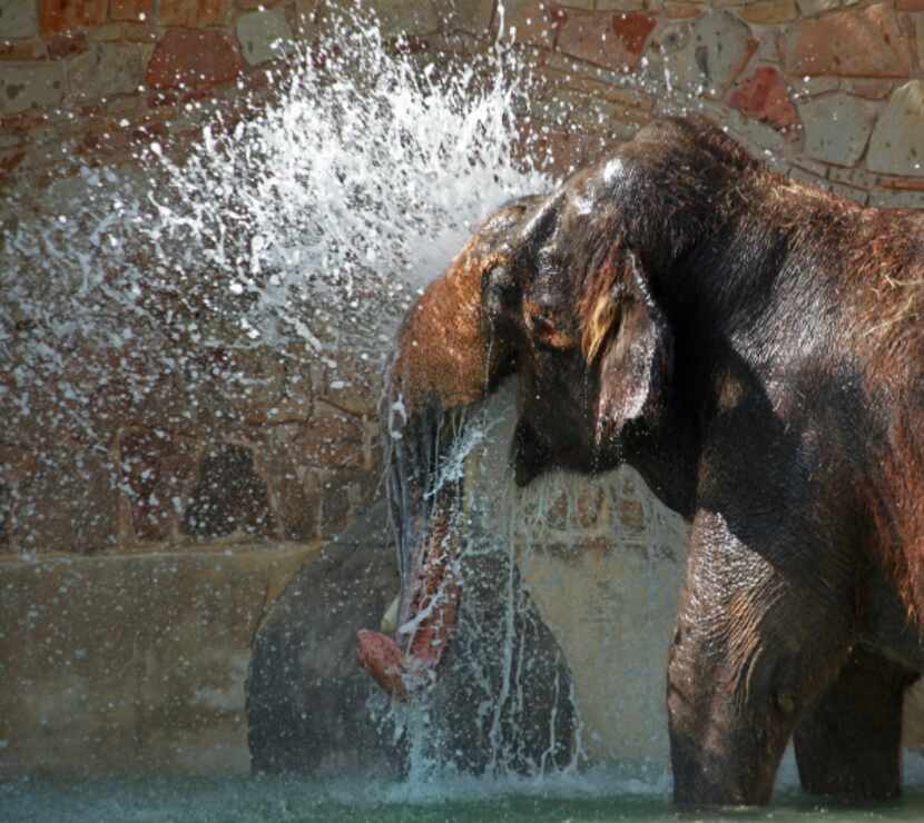 Casey the elephant takes a drink from a water spout in the Natives of Africa and Asia...