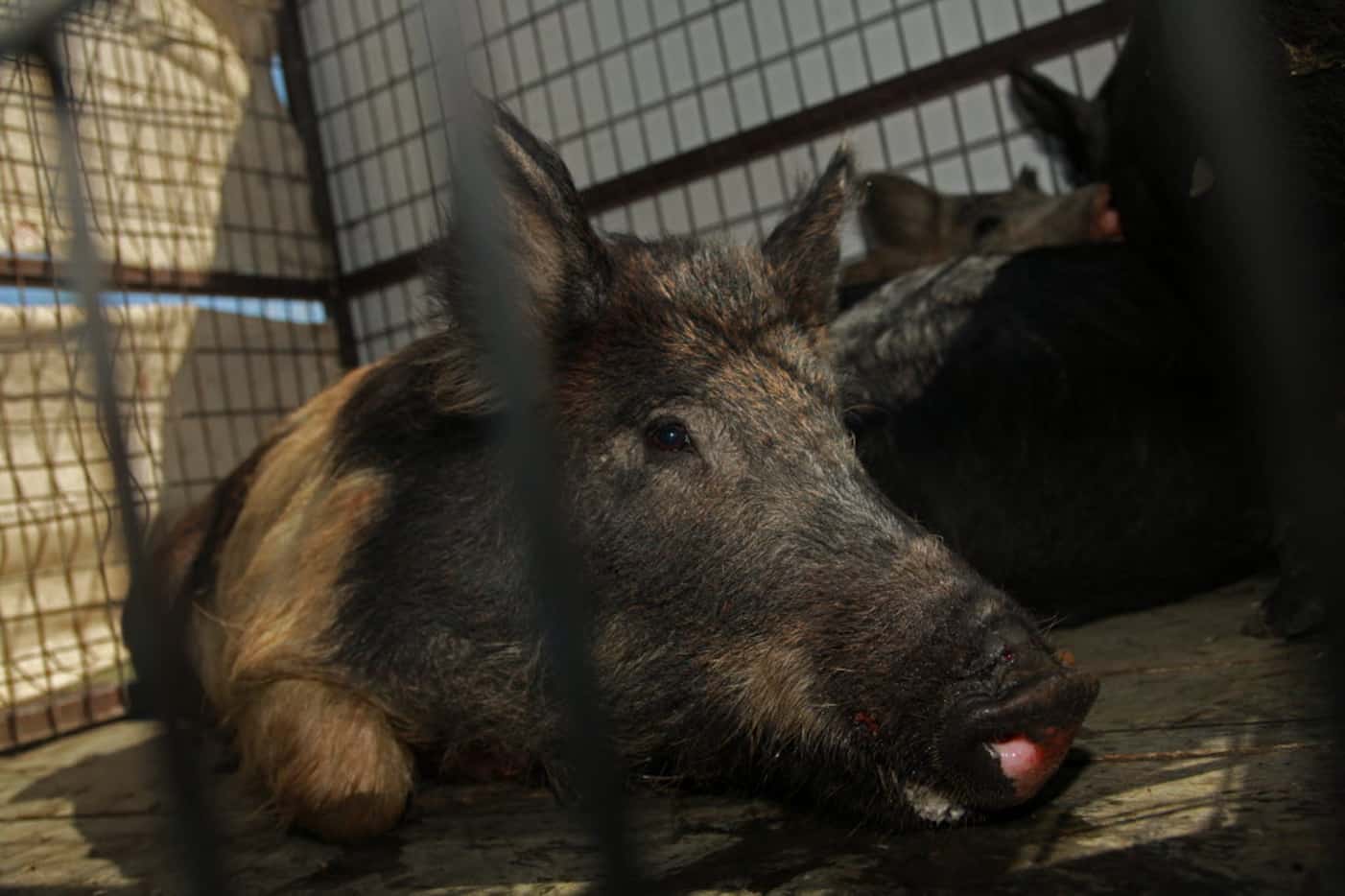 Trapping operations nabbed three feral hogs in the Irving landfill in 2011.