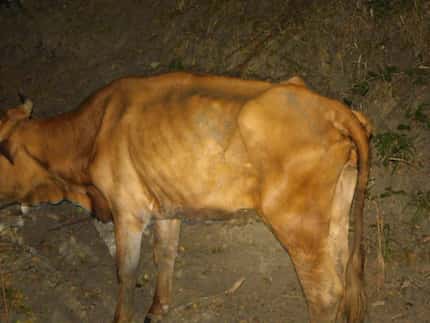 One of the six malnourished cows found in Navarro County.