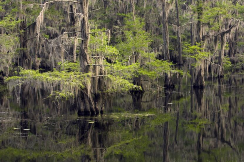 Cypress branches festooned with moss are reflected in the dark waters of Caddo Lake.