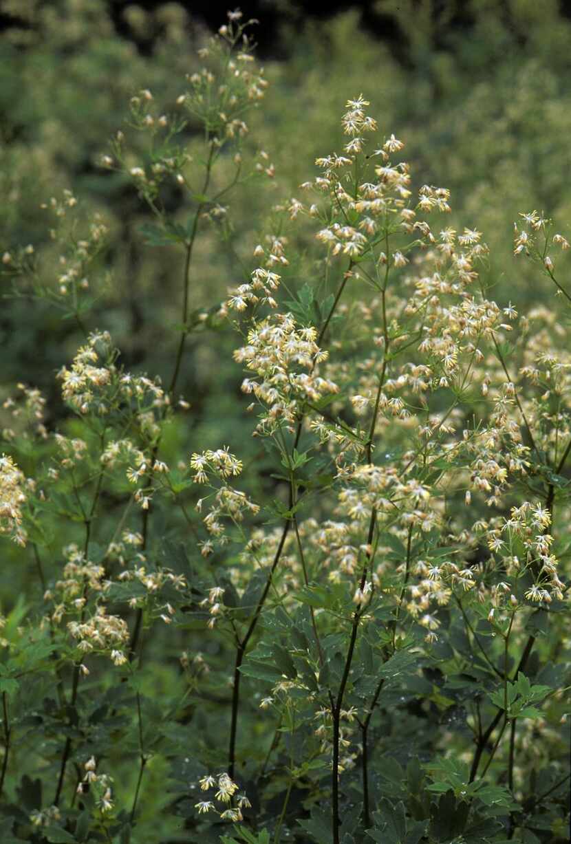 
Purple meadow rue is a stout, upright perennial, 2-6 feet high, with purplish stems...