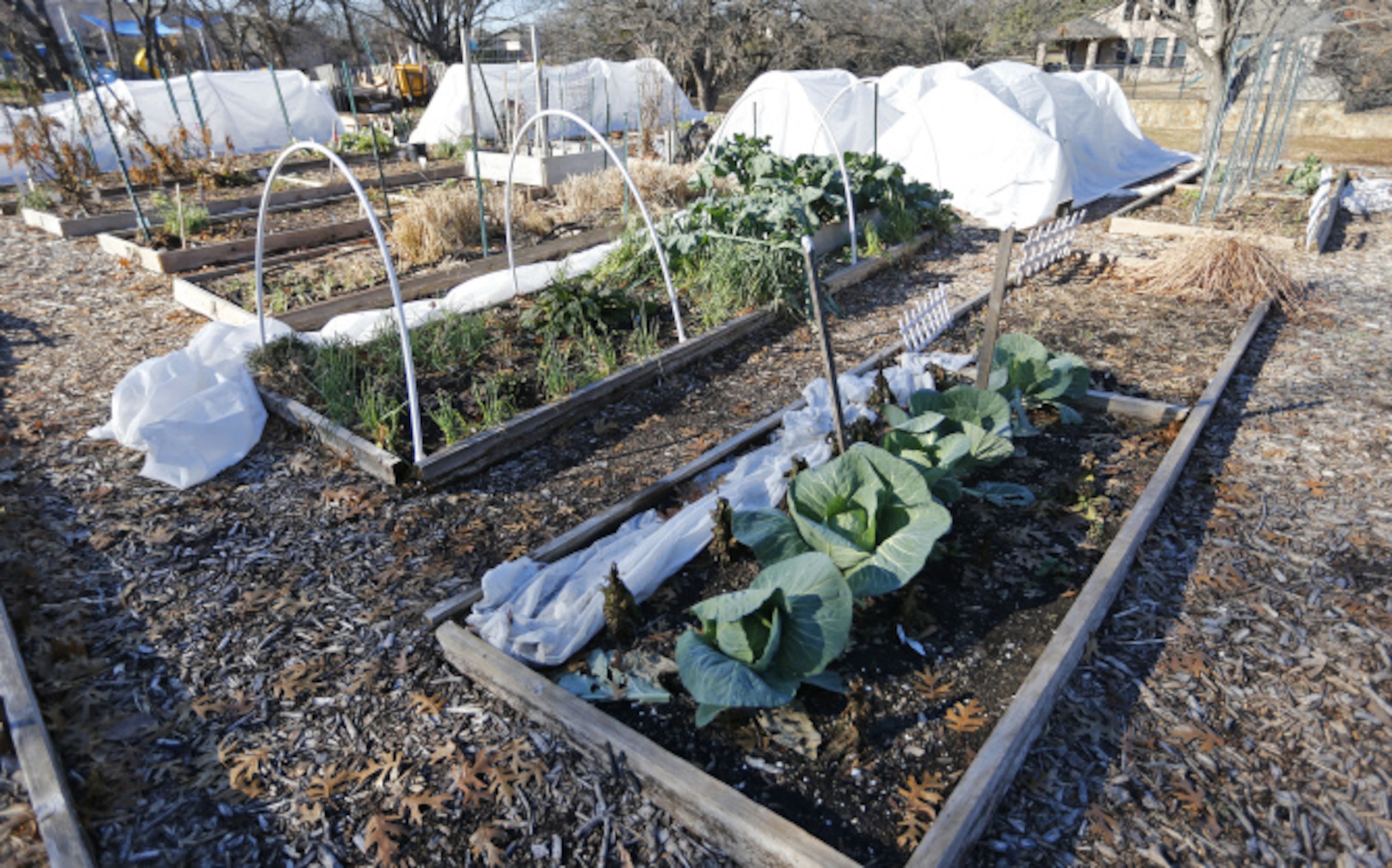 The Community Unitarian Universalist Church runs a community garden in Plano.