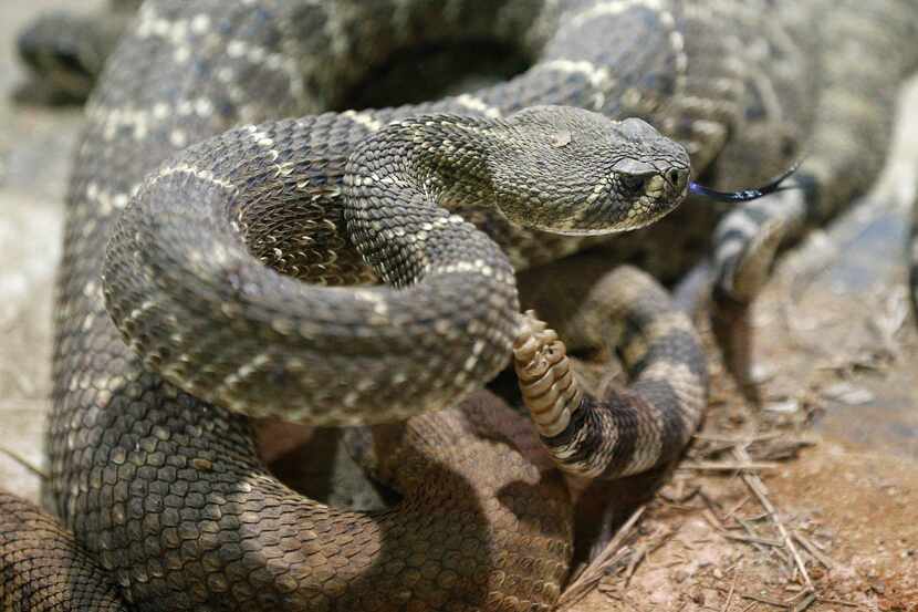 Western diamondback rattlesnakes sit in the collection pit at Nolan County Coliseum during...