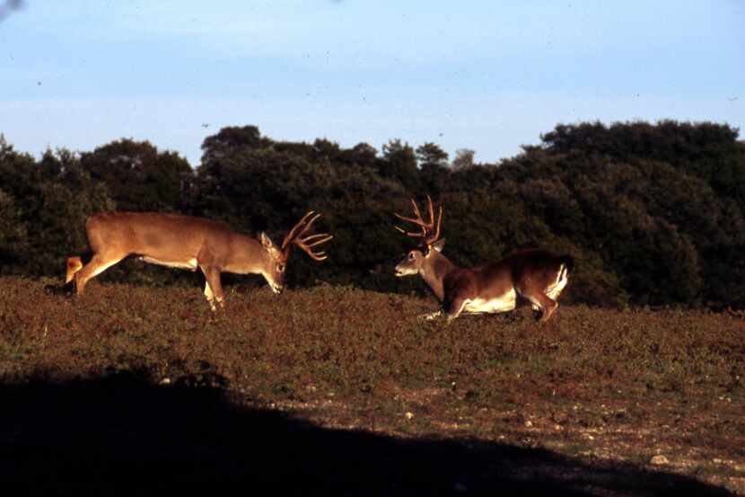 "The smaller buck, right, is backing down from a a fight with a larger, stronger adversary....