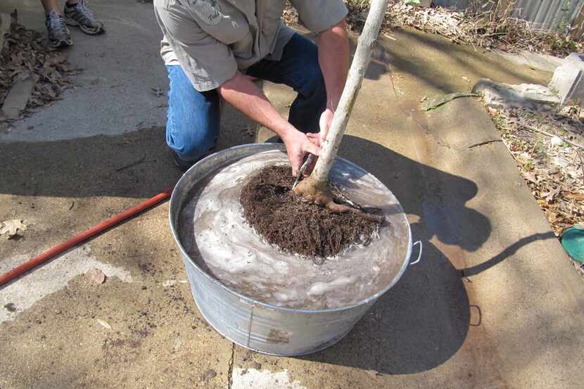 Before planting your tree, soak the root ball and remove excess soil and artificially high...