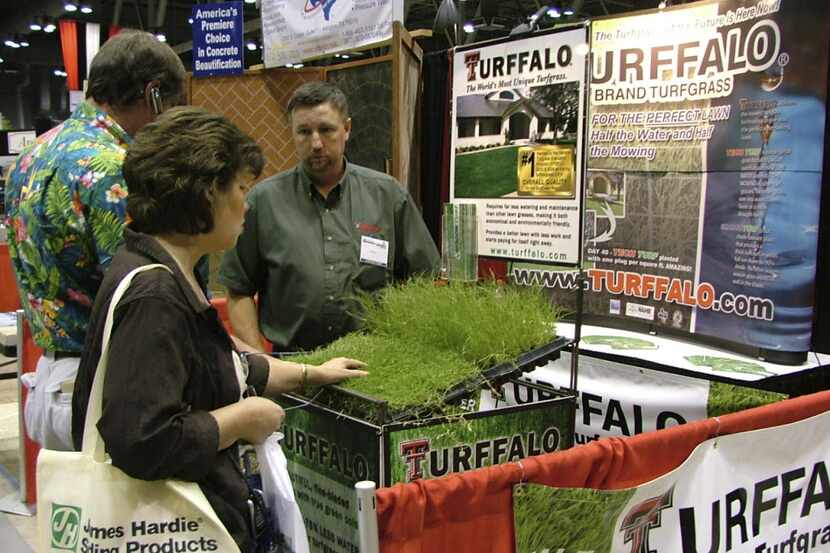 Turffalo, a turfgrass developed with assistance by Texas Tech University and produced near...