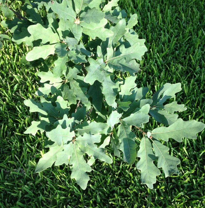 Lacey oak tree