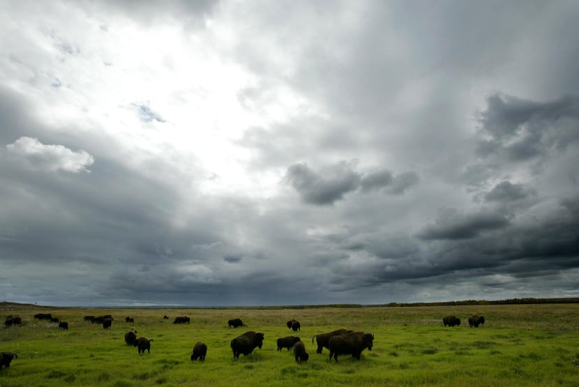 2005 FILE PHOTO -- Syncrude Canada Ltd. manages a 300 head wood bison herd as part of their...
