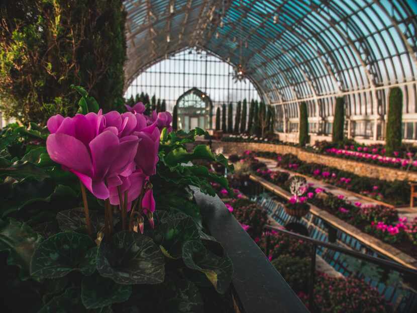 The Como Park Zoo and Conservatory displays bold colors at its winter flower show.