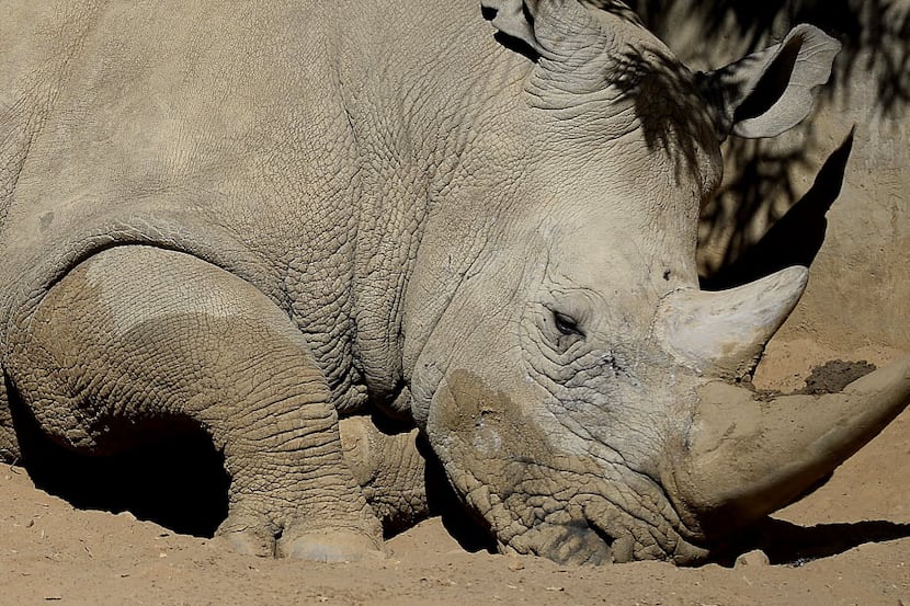  Trading in rhino horns is strictly regulated because the animals are endangered. (Getty...