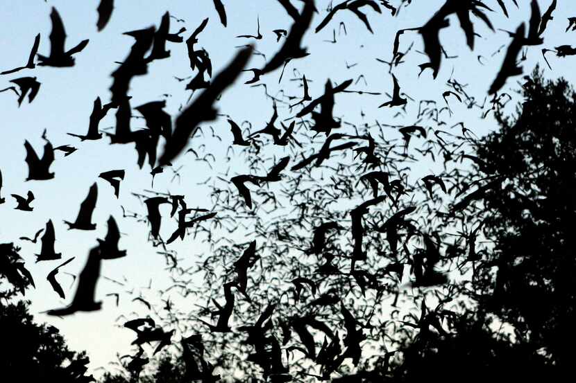 In this Thursday, Aug. 6, 2009  photo, Bats take flight outside the Old Tunnel Wildlife...