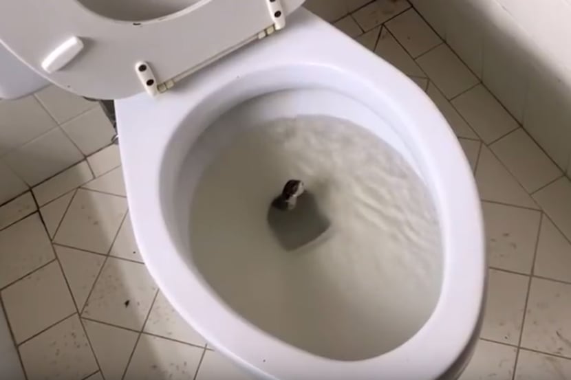 In a still image from Tedrick's YouTube video, the snake begins to slither from the toilet.