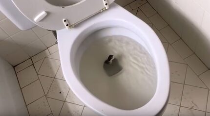 In a still image from Tedrick's YouTube video, the snake begins to slither from the toilet.