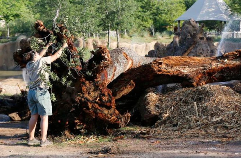 
Zookeeper Angel Williams, center, hangs fresh browse out for the herbivores in the Giants...