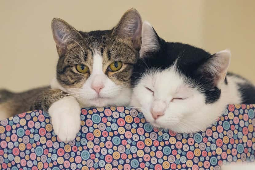 Mirasol, left, and Speckle, two of the SPCA cats available for adoption Monday, cuddle...