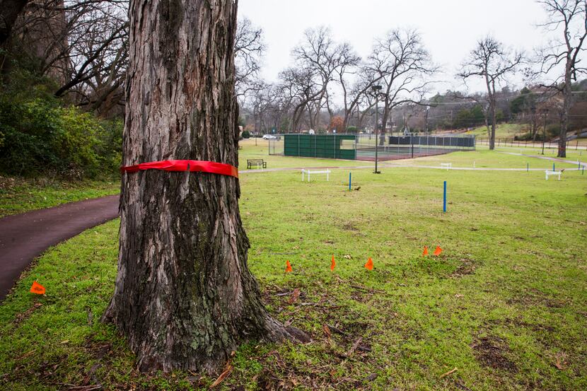 Trees marked with red ribbons in the Methodist Dallas Medical Center pecan grove are...