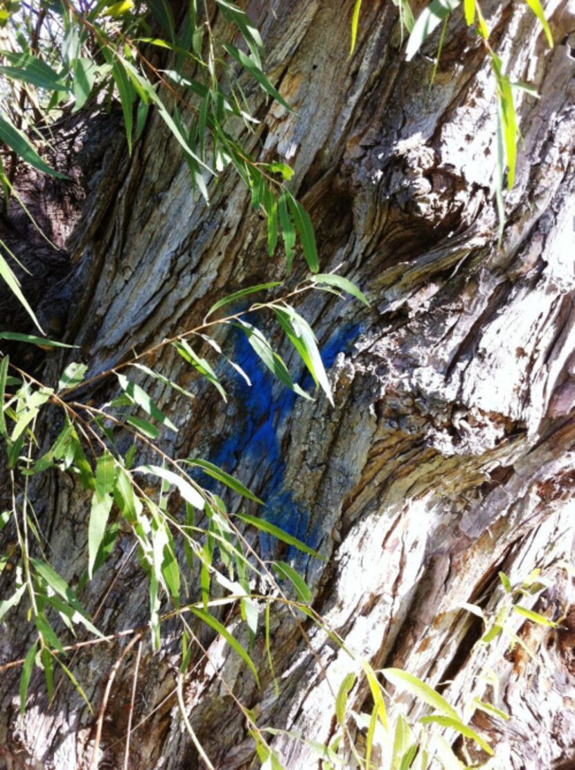 A blue X painted on the trunk of the state champion black willow tree near White Rock Lake...