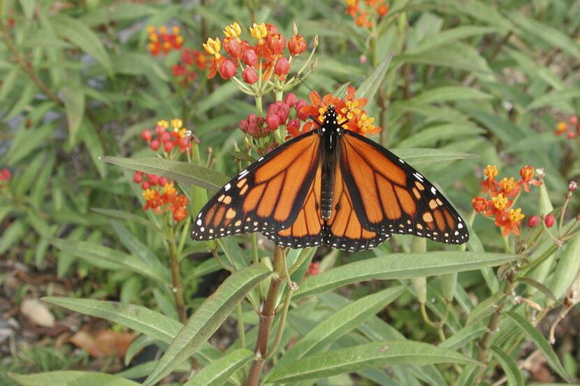 A male monarch butterfly feeds on the flowers of a Mexican milkweed. 