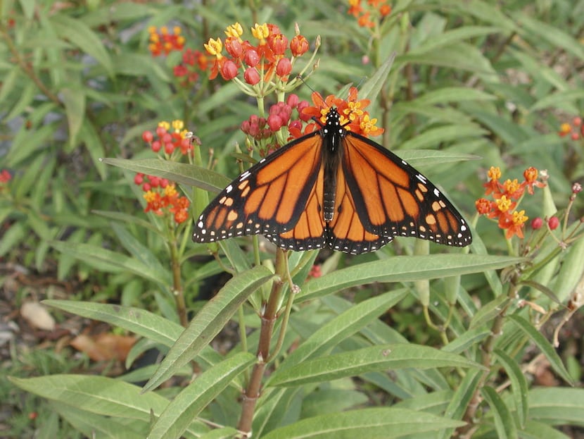 A male monarch butterfly feeds on the flowers of a Mexican milkweed. 