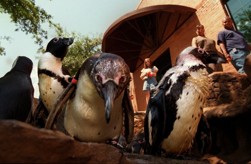 South African penguins checked out their new digs at the Dallas World Aquarium in May 1996....