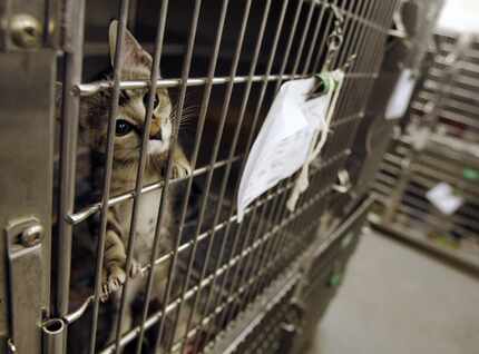 A cat waits for adoption at Dallas Animal Services.
