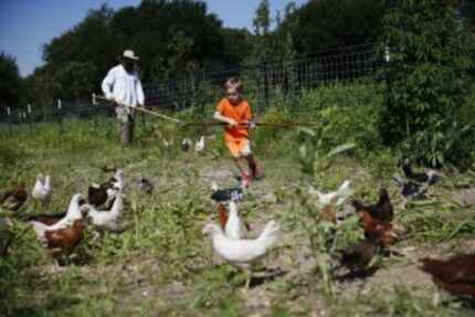  Trog Trogdon (left) and Jude Clem, 6, attempt to keep chickens away from a fence where at...