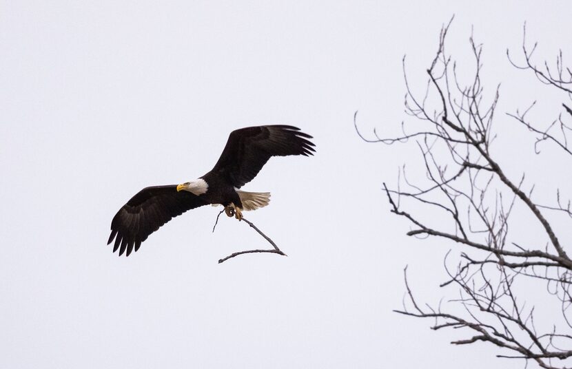 A bald eagle carries a twig back to its tree at White Rock Lake on Wednesday, Feb. 16, 2022,...