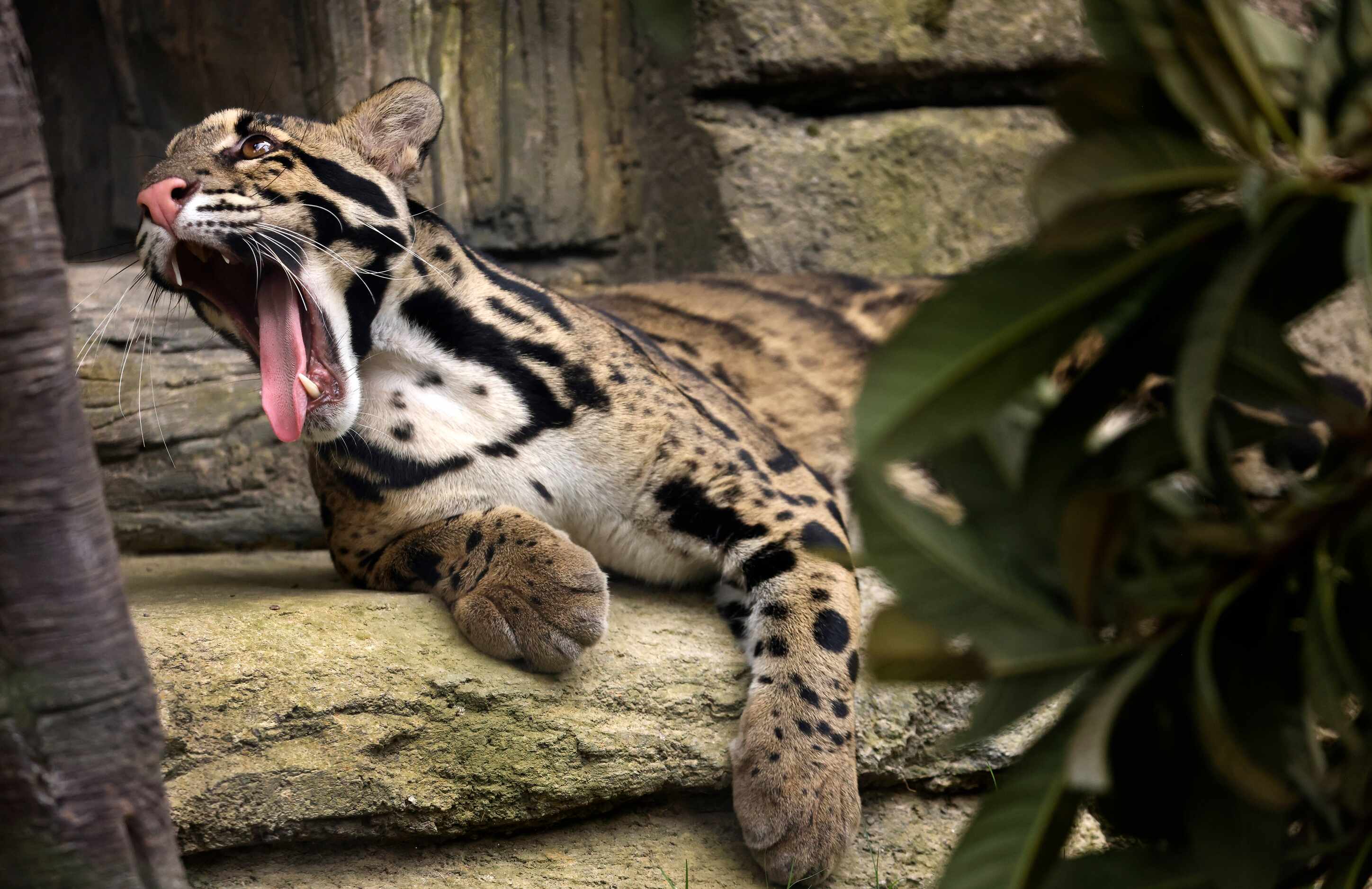 A clouded leopard yawns as it finds shade in the third phase of A Wilder Vision, Predators...