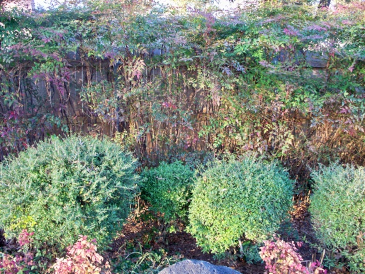 The nandinas at this reader's backyard fence are thinning.