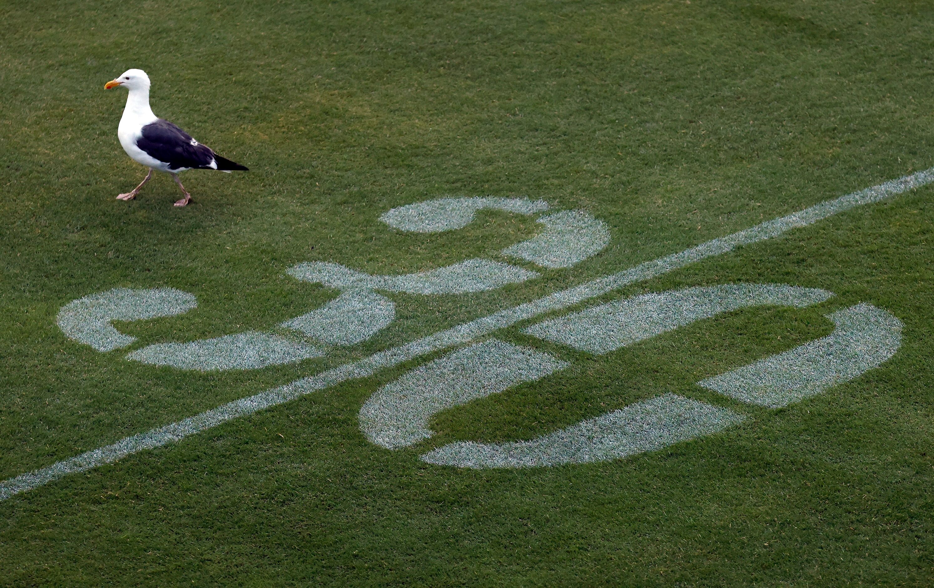 A seagull strides across the football field after grounds crew cut the grass in preparation...