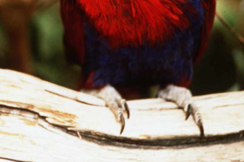 The bird taken from Petland is a Solomon Island Eclectus like this one.