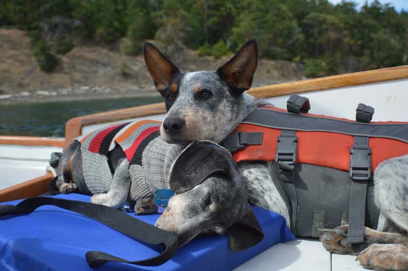 Woodrow (in life vest)  "traveled to over a dozen states, hiked with us, and sailed with us...