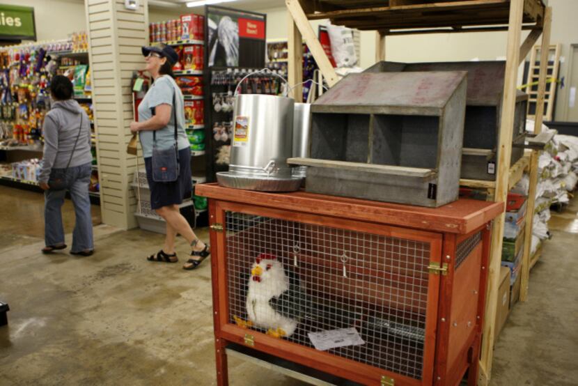 Customers walk past the chicken section at Gecko Hardware in Northlake Shopping Center.