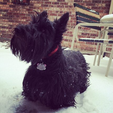 Margie the Scottish terrier