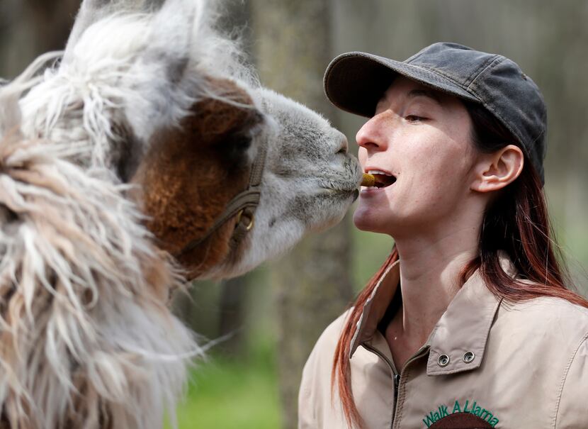 Jenni Brucato shows guests how to hold a treat as Como T. Llama gently takes it from her...