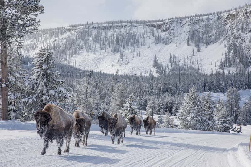 Frosted bison are a common sight at Yellowstone National Park in the wintertime. 