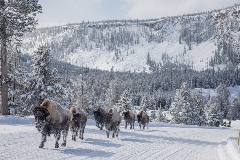 Frosted bison are a common sight at Yellowstone National Park in the wintertime. 