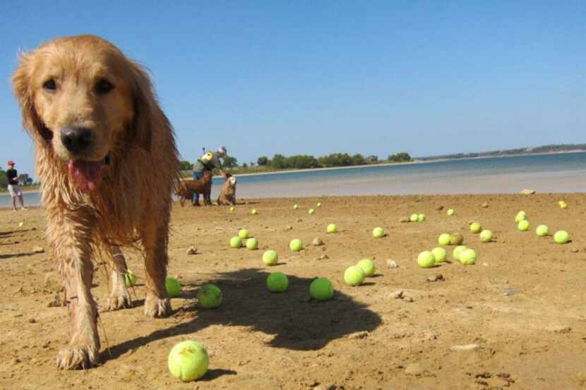 Golden Retriever Rescue of North Texas’ annual picnic at Lake Grapevine includes lots of...