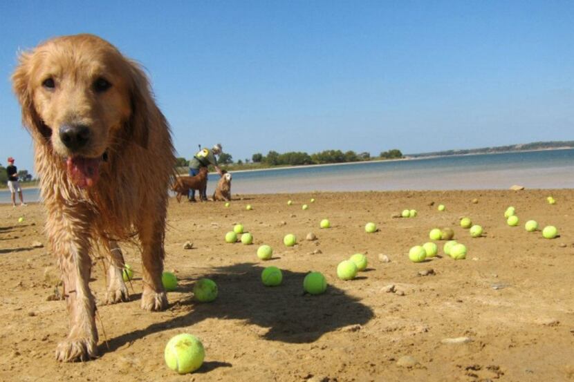 Golden Retriever Rescue of North Texas’ annual picnic at Lake Grapevine includes lots of...